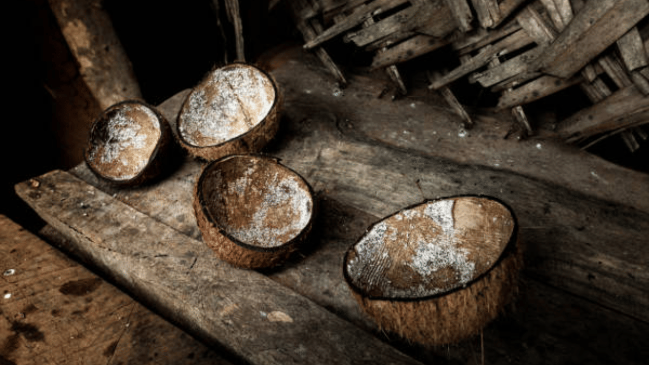 ഇന്ത്യൻ ചിരട്ടകൾക്ക് നിലവിൽ വൻ ഡിമാൻഡാണ്.
ആക്ടിവേറ്റഡ് കാർബൺ നിർമാണത്തിന് ചിരട്ട കരി വ്യാപകമായി ഉപയോഗിച്ച് തുടങ്ങിയതോടെയാണ് ചിരട്ടയ്ക്ക് ഡിമാൻഡ് കൂടിയത്. (Image Credit: Getty Images)