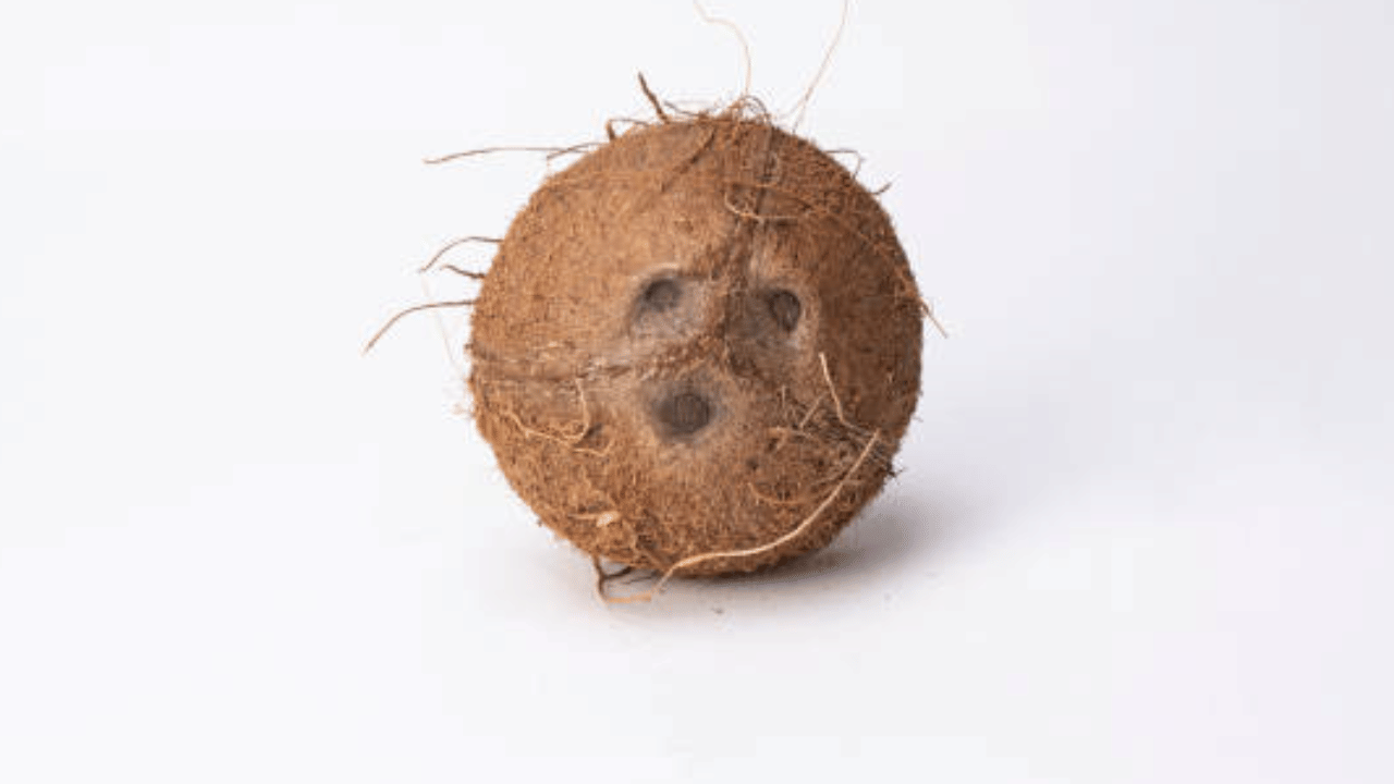 വായു സമ്പർക്കമില്ലാത്ത സാധാരണ തടികളിൽ 10 - 15 ശതമാനം വരെ ജലാംശമുണ്ടാകും. പക്ഷേ വിളഞ്ഞ ചിരട്ടയിൽ 6 - 9 ശതമാനം വരെ മാത്രമേ ജലാംശമുണ്ടാകും, അതുകൊണ്ടാണ് ആക്ടിവേറ്റഡ് കാർബൺ നിർമാണത്തിന് ചിരട്ട കരി നല്ലതായി കണക്കാക്കുന്നത്. (Image Credit: Getty Images)