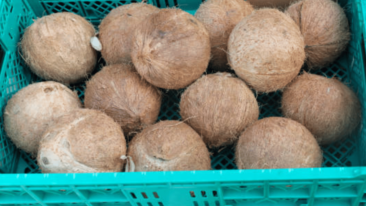 ചിരട്ട നിയന്ത്രിതമായി കത്തിച്ച് കരിയാക്കുകയാണ് ചെയ്യുന്നത്. ശേഷം നീരാവി ഉപയോഗിച്ച് ഉത്തേജിപ്പിച്ച് ആക്ടിവേറ്റഡ് കാർബൺ ഉണ്ടാക്കുന്നു. ഭക്ഷ്യ എണ്ണയും കുടിവെള്ളവും ശുദ്ധീകരിക്കാനും ഓട്ടോമൊബൈൽ കാർബൺ ഫിൽട്ടേഴ്സ്, സിഗരറ്റ് ഫിൽട്ടേഴ്സ് എന്നിവയിലും ശീതളപാനീയ പായ്ക്കിങ്ങുകളിലും ഇവ ഉപയോഗിക്കുന്നുണ്ട്. (Image Credit: Getty Images)