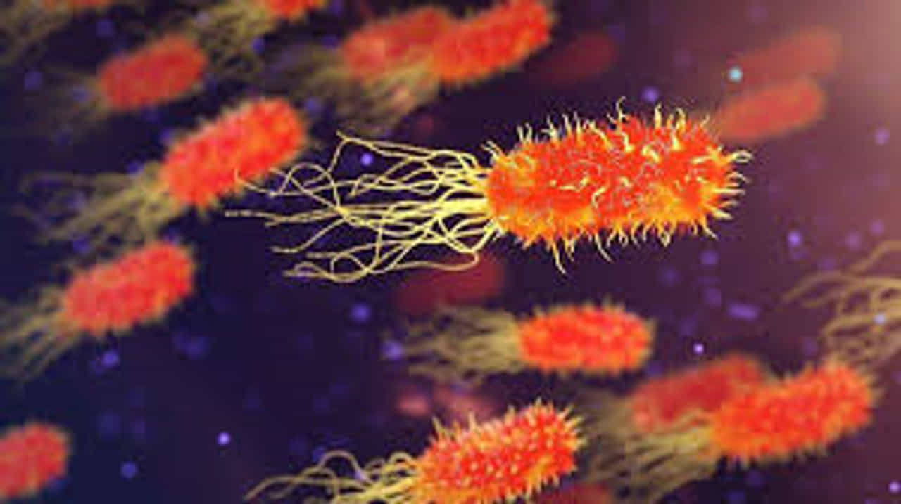 Kerala Amoebic Meningoencephalitis Cases: സംസ്ഥാനത്ത് വീണ്ടും അമീബിക് മസ്തിഷ്ക ജ്വരം; മലപ്പുറം സ്വദേശിക്ക് രോഗബാധ സ്ഥിരീകരിച്ചു