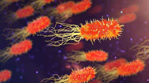 Kerala Amoebic Meningoencephalitis Cases: സംസ്ഥാനത്ത് വീണ്ടും അമീബിക് മസ്തിഷ്ക ജ്വരം; മലപ്പുറം സ്വദേശിക്ക് രോഗബാധ സ്ഥിരീകരിച്ചു Kerala Amoebic Meningoencephalitis Cases: സംസ്ഥാനത്ത് വീണ്ടും അമീബിക് മസ്തിഷ്ക ജ്വരം; മലപ്പുറം സ്വദേശിക്ക് രോഗബാധ സ്ഥിരീകരിച്ചു