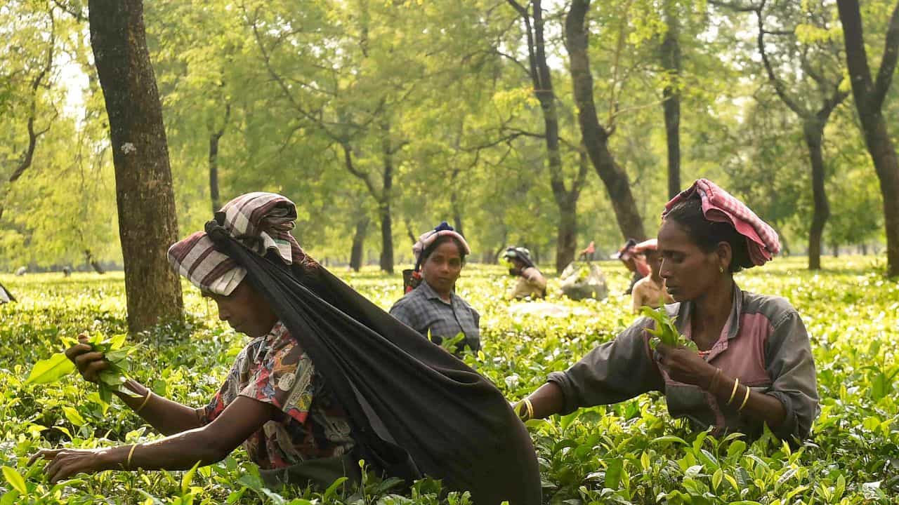 Plantation Corporation Recruitment: ഡിഗ്രിക്കാർ ഇതിൽ അപേക്ഷിക്കല്ലെ, ഏഴാം ക്സാസുകാർ മതി