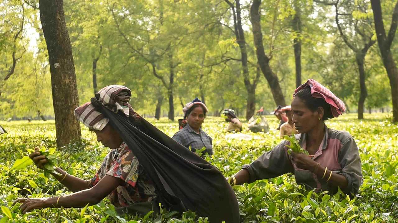 Plantation Corporation Recruitment: ഡിഗ്രിക്കാർ ഇതിൽ അപേക്ഷിക്കല്ലെ, ഏഴാം ക്സാസുകാർ മതി Plantation Corporation Recruitment: ഡിഗ്രിക്കാർ ഇതിൽ അപേക്ഷിക്കല്ലെ, ഏഴാം ക്സാസുകാർ മതി