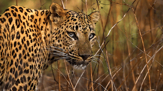 Independence Day: ഓഗസ്റ്റ് 14ന് വിഭജന ഭീതി ദിനം ആചരിക്കണമെന്ന് ഗവര്‍ണര്‍; ഭരണഘടനാ വിരുദ്ധമെന്ന് സര്‍ക്കാര്‍