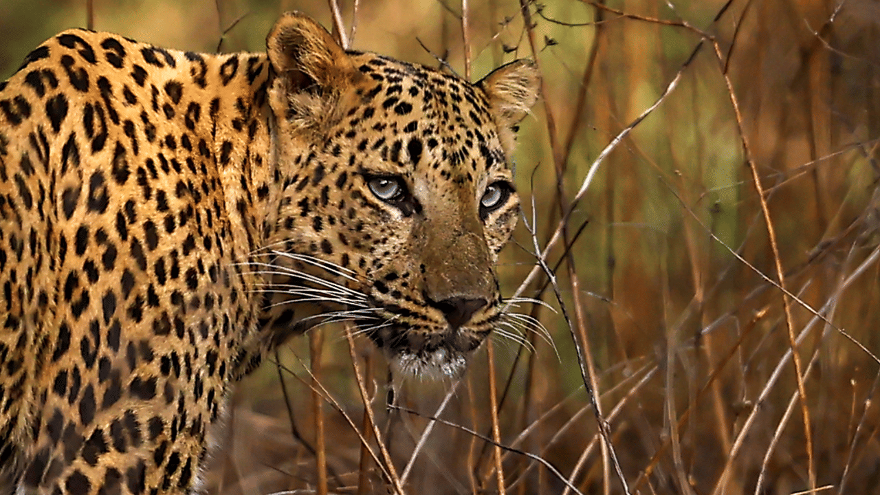 Leopard Attack: വാൽപ്പാറയിൽ പുലി ആക്രമണം, 8 വയസുകാരന് ദാരുണാന്ത്യം