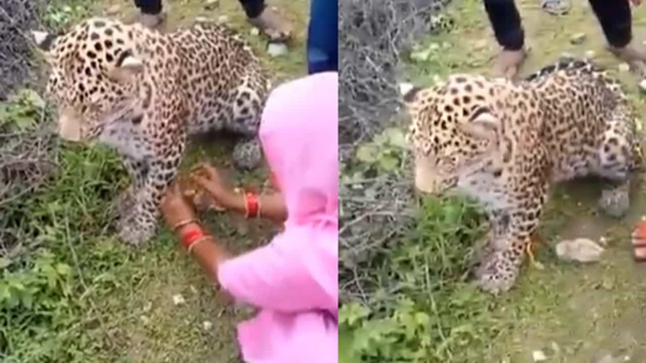 Viral News: പുള്ളിപ്പുലിക്ക് രാഖി കെട്ടി യുവതിയുടെ സാഹസം; കിളി പോയോ എന്ന് സോഷ്യല്‍ മീഡിയ