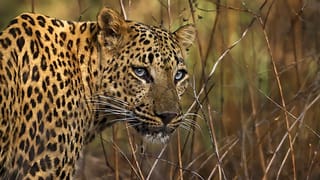 Vice Presidential Election: മോദിയുമായി കൂടിക്കാഴ്ച നടത്തി സിപി രാധാകൃഷ്ണന്‍; ഇന്ത്യാ മുന്നണിയുടെ ഉപരാഷ്ട്രപതി സ്ഥാനാര്‍ത്ഥിയും തമിഴ്‌നാട്ടില്‍ നിന്നോ?