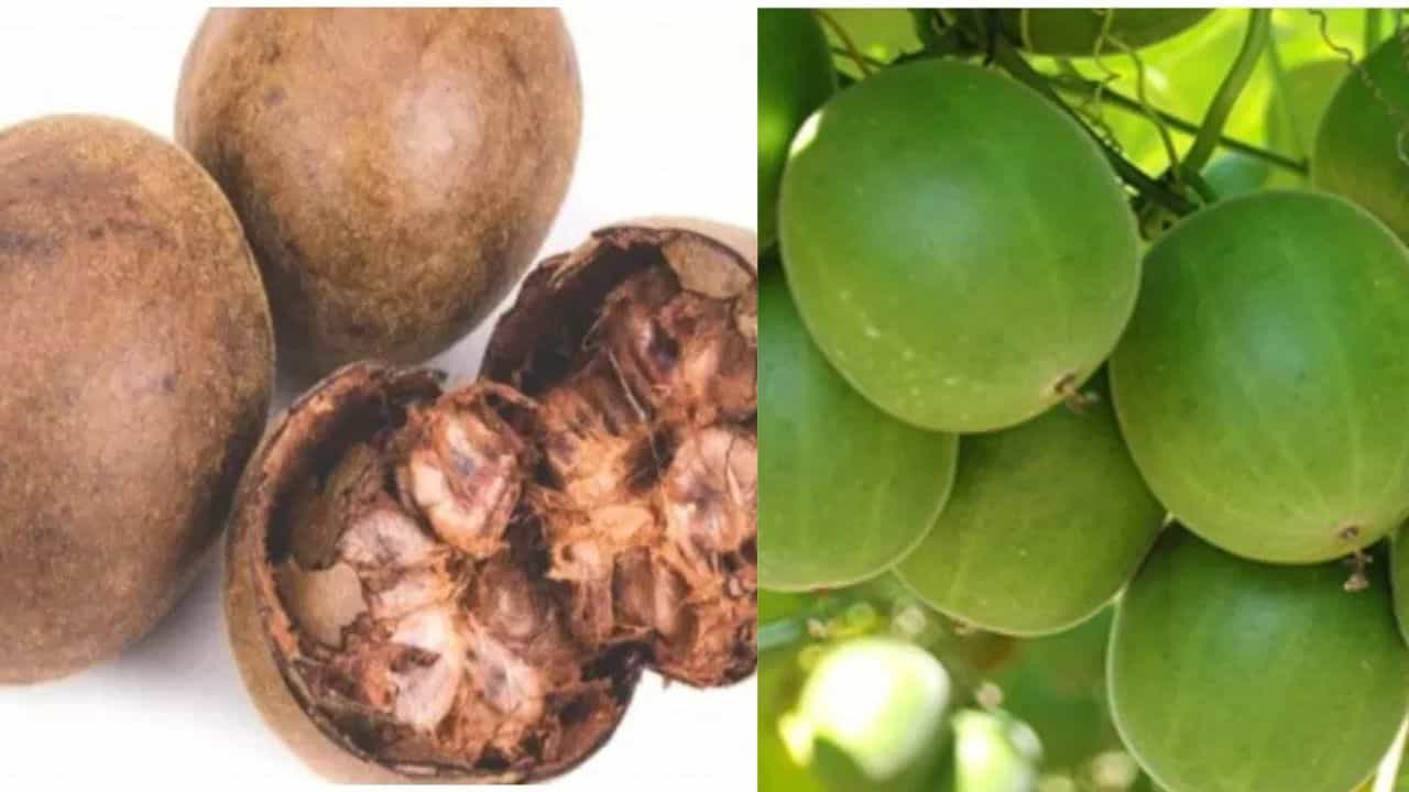 Monk Fruit Sweetener: പഞ്ചസാരയേക്കാൾ മധുരം, ഭാരം കുറയ്ക്കും, രോഗങ്ങൾ മാറ്റും, വിപണി കീഴക്കിയ മോങ്ക് ഫ്രൂട്ടിനെപ്പറ്റി അറിയാം Monk Fruit Sweetener: പഞ്ചസാരയേക്കാൾ മധുരം, ഭാരം കുറയ്ക്കും, രോഗങ്ങൾ മാറ്റും, വിപണി കീഴക്കിയ മോങ്ക് ഫ്രൂട്ടിനെപ്പറ്റി അറിയാം
