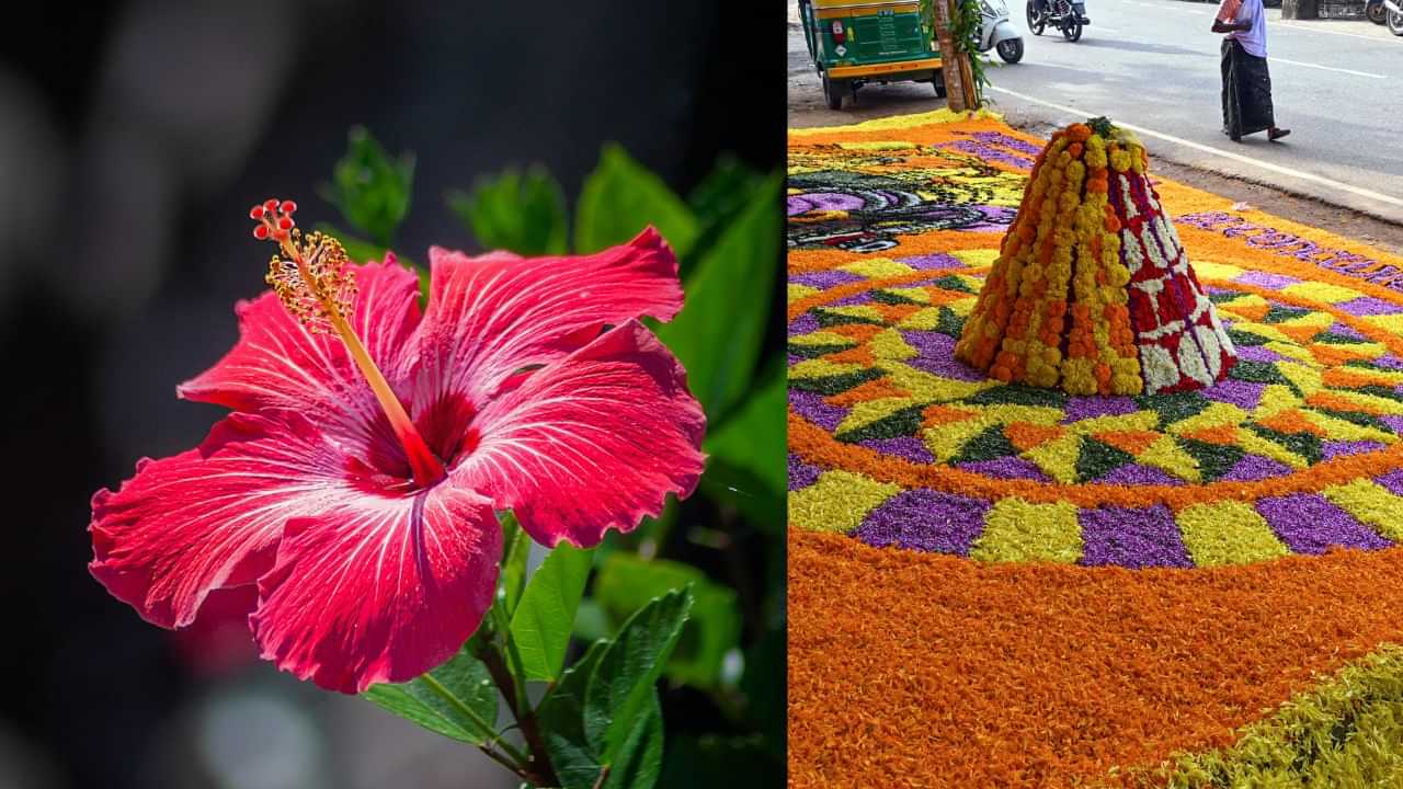 Onam 2025 Chothi: ചോതി നാളിൽ ചോരച്ചുവപ്പുള്ള പൂക്കൾ പൂക്കളത്തിൽ ഇടുന്നത് ഈ ദേവനെ പ്രീതിപ്പെടുത്താൻ... Onam 2025 Chothi: ചോതി നാളിൽ ചോരച്ചുവപ്പുള്ള പൂക്കൾ പൂക്കളത്തിൽ ഇടുന്നത് ഈ ദേവനെ പ്രീതിപ്പെടുത്താൻ...