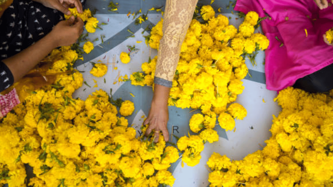 Onam 2025: ഓണം പോക്കറ്റ് കാലിയാക്കുമോ? പൂക്കള്ക്ക് തീവില Onam 2025: ഓണം പോക്കറ്റ് കാലിയാക്കുമോ? പൂക്കള്ക്ക് തീവില