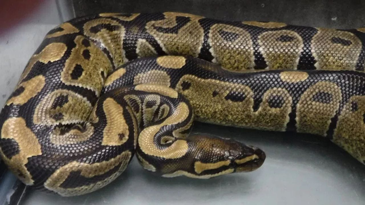 Python Snake Malayalam