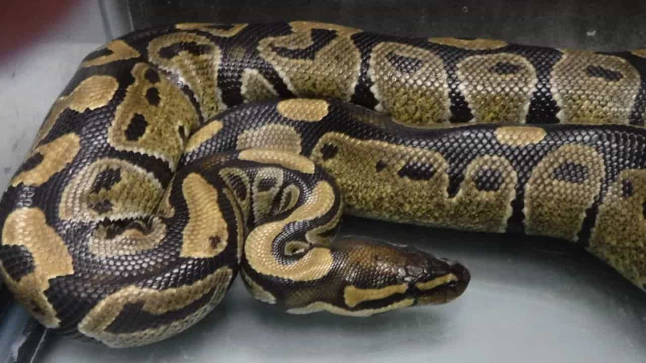Pythons at monsoon Kerala : മഴക്കാലത്ത് നാട്ടിലെത്തിയ മലമ്പാമ്പുകളുടെ എണ്ണം ഞെട്ടിക്കുന്നത്.... കാരണങ്ങൾ ഇങ്ങനെ