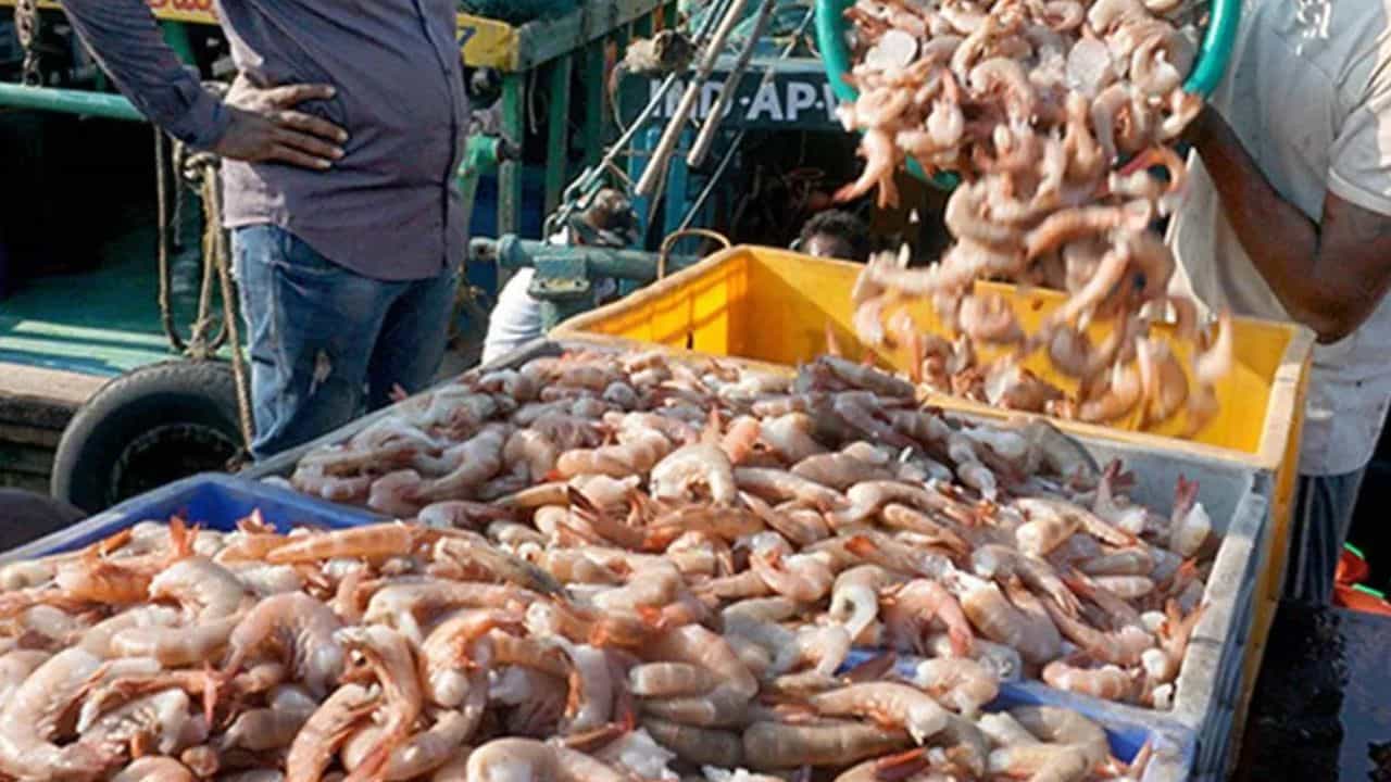 Indias Seafood Exports: ചെമ്മീൻ ഒരു ചെറിയ മീനല്ല....സമുദ്രോത്പന്ന കയറ്റുമതിയിൽ ഇന്ത്യക്ക് 62,000 കോടിയിലധികം രൂപയുടെ വരുമാനം