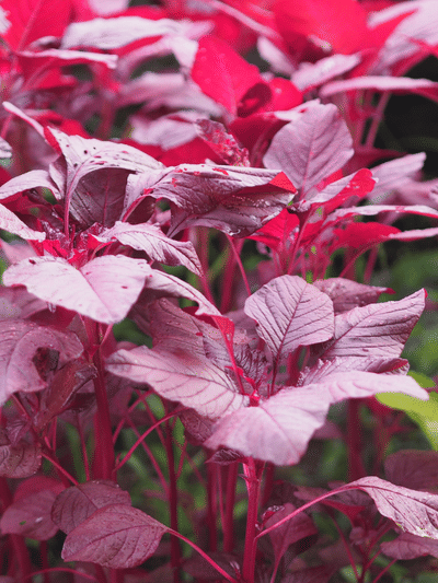 പച്ചയോ ചുവപ്പോ, നല്ല ചീര ഏത്?