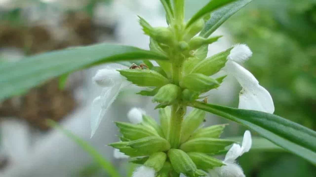 Onam 2025 Pookkalam: ശ്രീ പാർവ്വതിയുടെ പാദങ്ങൾ എന്നു വിശ്വാസം, ഈ ഓണത്തിന് പൂക്കളമിടാൻ തുമ്പപ്പൂ കിട്ടാനില്ലേ