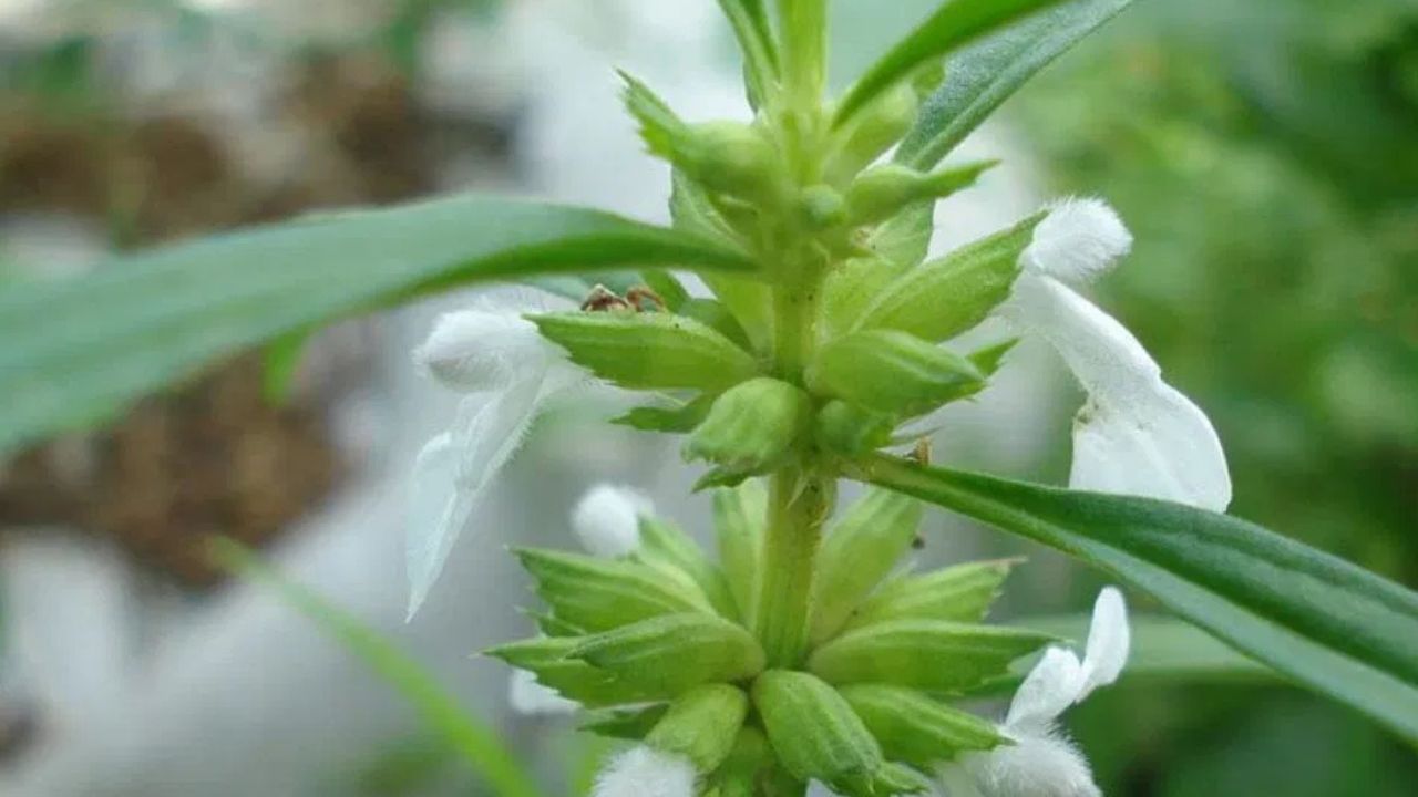 Onam 2025 Pookkalam: ശ്രീ പാർവ്വതിയുടെ പാദങ്ങൾ എന്നു വിശ്വാസം, ഈ ഓണത്തിന് പൂക്കളമിടാൻ തുമ്പപ്പൂ കിട്ടാനില്ലേ