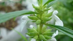 Onam 2025 Pookkalam: ശ്രീ പാർവ്വതിയുടെ പാദങ്ങൾ എന്നു വിശ്വാസം, ഈ ഓണത്തിന് പൂക്കളമിടാൻ തുമ്പപ്പൂ കിട്ടാനില്ലേ Onam 2025 Pookkalam: ശ്രീ പാർവ്വതിയുടെ പാദങ്ങൾ എന്നു വിശ്വാസം, ഈ ഓണത്തിന് പൂക്കളമിടാൻ തുമ്പപ്പൂ കിട്ടാനില്ലേ