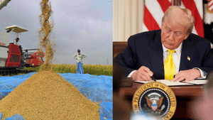 Donald Trump Tariff: ട്രംപ് പണികൊടുത്തു, അരിവില കുത്തനെ കൂട്ടി, യുഎസ്സിലെ ഇന്ത്യക്കാരുടെ അന്നം മുടങ്ങുമോ?