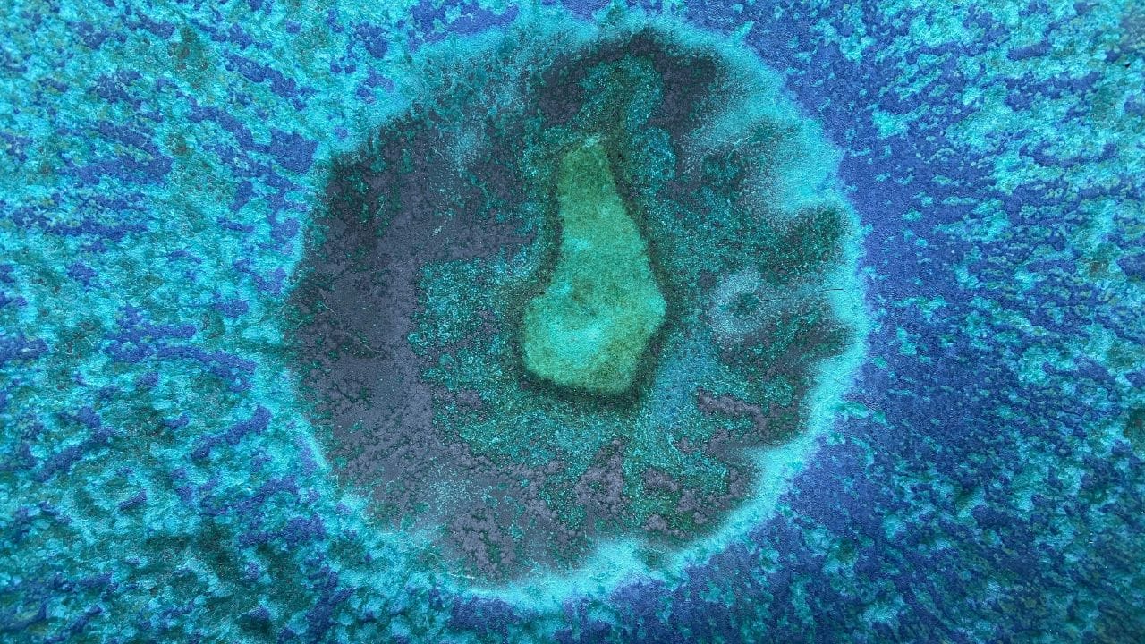 ശരീരത്തിലെത്തിയാൽ അവ നമ്മുടെ ശരീരത്തിൽ നിന്ന് ജീവിക്കാനുള്ള സാഹചര്യം കണ്ടെത്തും. ഇത് കുളങ്ങളിൽ എന്താണ് ഭക്ഷണമാക്കുന്നത് എന്ന് ആലോചിച്ചിട്ടുണ്ടോ? 