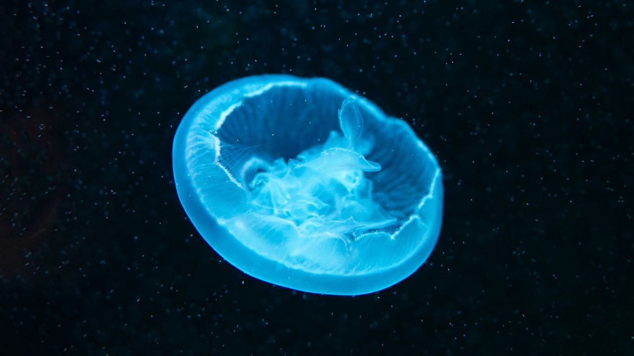 ചൂടുള്ള വെള്ളത്തില്‍ കാണുന്ന സയാനോബാക്ടീരിയയാണ് അമീബയുടെ ഇഷ്ടഭക്ഷണം. ഇവ പൊതുവേ ശുദ്ധജലത്തിലും, തടാകങ്ങളിലും, നദികളിലും കണ്ടുവരുന്നു.