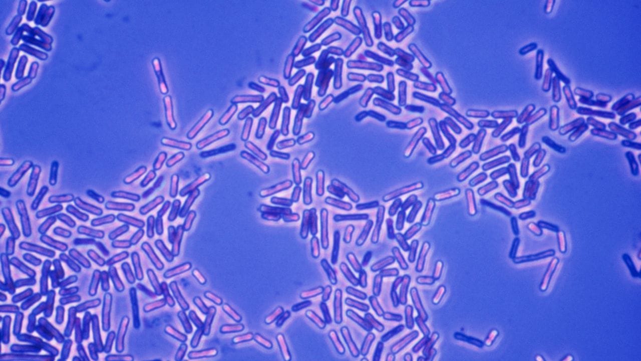 അമീബകൾ സാധാരണയായി ബാക്ടീരിയകളെക്കാളും വൈറസുകളെക്കാളും വളരെ വലുതാണ്. വൈറസുകളാണ് ഏറ്റവും ചെറുത്. ഒരു സാധാരണ മൈക്രോസ്കോപ്പ് ഉപയോഗിച്ച് അമീബയെ കാണാൻ സാധിക്കുമെങ്കിലും, വൈറസുകളെ കാണാൻ ഇലക്ട്രോൺ മൈക്രോസ്കോപ്പ് ആവശ്യമാണ്.
