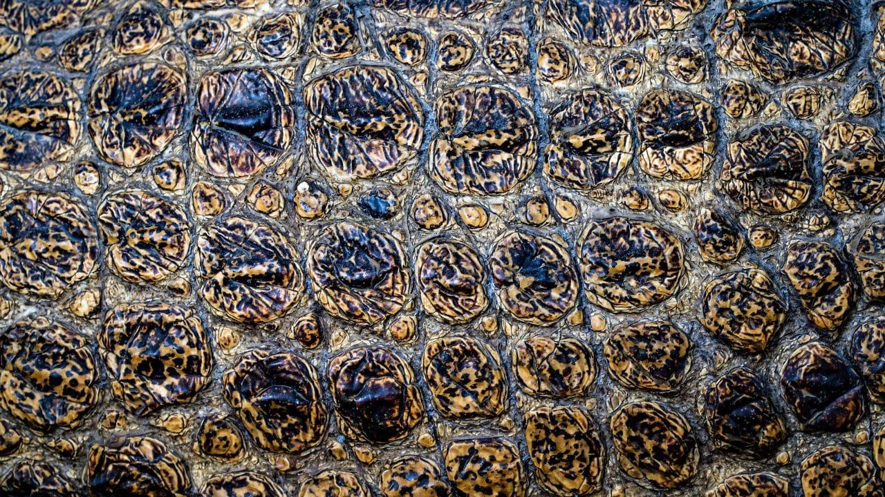 ഈ ബാക്ടീരിയകൾ ജലത്തിൽ ധാരാളമായി ഉള്ള സ്ഥലങ്ങളിൽ അമീബയുടെ വളർച്ചയ്ക്ക് അനുകൂലമായ സാഹചര്യം ഒരുങ്ങുന്നു. ഇവയ്ക്ക് പ്രകാശസംശ്ലേഷണത്തിലൂടെ സ്വന്തമായി ആഹാരം ഉണ്ടാക്കാൻ കഴിയും. അതിനാൽ ഇവയെ ഫോട്ടോട്രോഫിക് ബാക്ടീരിയ എന്നും വിളിക്കാറുണ്ട്. 