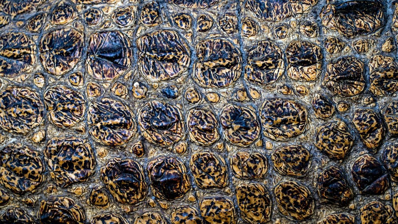 ഈ ബാക്ടീരിയകൾ ജലത്തിൽ ധാരാളമായി ഉള്ള സ്ഥലങ്ങളിൽ അമീബയുടെ വളർച്ചയ്ക്ക് അനുകൂലമായ സാഹചര്യം ഒരുങ്ങുന്നു. ഇവയ്ക്ക് പ്രകാശസംശ്ലേഷണത്തിലൂടെ സ്വന്തമായി ആഹാരം ഉണ്ടാക്കാൻ കഴിയും. അതിനാൽ ഇവയെ ഫോട്ടോട്രോഫിക് ബാക്ടീരിയ എന്നും വിളിക്കാറുണ്ട്.