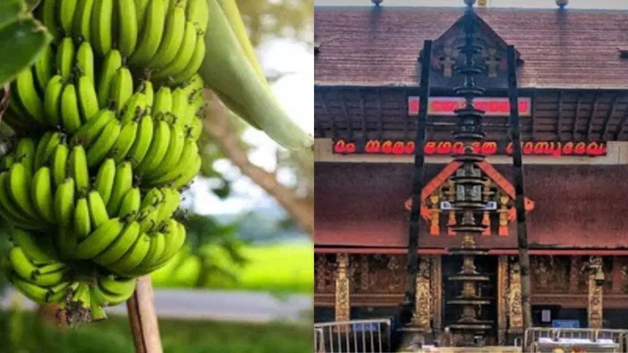 ഓണം എന്നു കേൾക്കുമ്പോൾ മനസ്സിലെത്തുന്ന പല പല ദൃശ്യങ്ങളുണ്ട്. അതിൽ പ്രധാനമാണ് നീണ്ടു വളഞ്ഞു നിൽക്കുന്ന കാഴ്ചക്കുലകൾ. ഗുരുവായൂരിലെ ഓണമെന്നു കേട്ടാലാണ് മനസ്സിൽ ഇത് ആദ്യമെത്തുക. കൂമ്പാരമായി നിറയുന്ന വളഞ്ഞ വാഴക്കുലകളാണ് ഗുരുവായൂരമ്പലത്തിലെ ഉത്രാടം സ്പെഷ്യൽ എന്നു പറയാം.