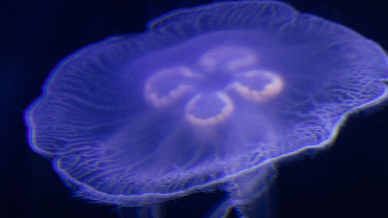 ചില സയാനോബാക്ടീരിയകൾ ജലത്തിൽ ബ്ലൂം ഉണ്ടാക്കി ജലസസ്യങ്ങൾക്കും മത്സ്യങ്ങൾക്കും ദോഷകരമാകാൻ സാധ്യതയുണ്ട്.