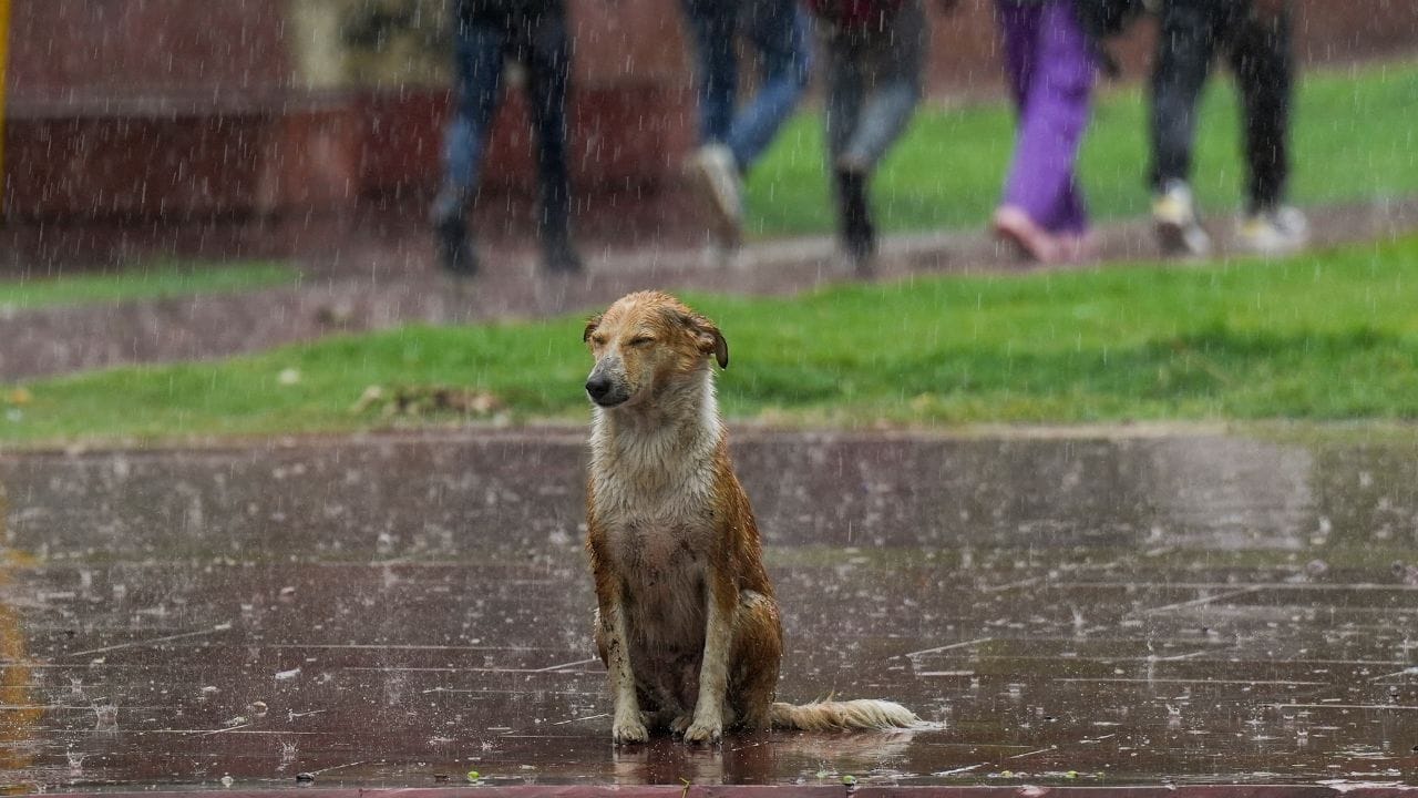 ഇന്ത്യൻ കാലാവസ്ഥാ വകുപ്പ്, സംസ്ഥാന ദുരന്ത നിവാരണ അതോറിറ്റി തുടങ്ങിയ സ്ഥാപനങ്ങളാണ് മുന്നറിയിപ്പുകൾ നൽകുന്നത്. ഈ വിവരങ്ങൾ മാധ്യമങ്ങൾ, സോഷ്യൽ മീഡിയ, മൊബൈൽ ആപ്ലിക്കേഷനുകൾ എന്നിവ വഴി പൊതുജനങ്ങളിലേക്ക് വേഗത്തിൽ എത്തിക്കുന്നു.