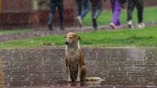 Diya Krishna: ‘സ്റ്റോക്ക് റോഡിൽ കൊണ്ടുപോയി വരെ അവർ വിറ്റു; ക്യാമറയില്ലാത്ത സ്ഥലം നോക്കി ബാ​ഗിൽ ഒളിപ്പിച്ച് വെക്കും’; ദിയ കൃഷ്ണ