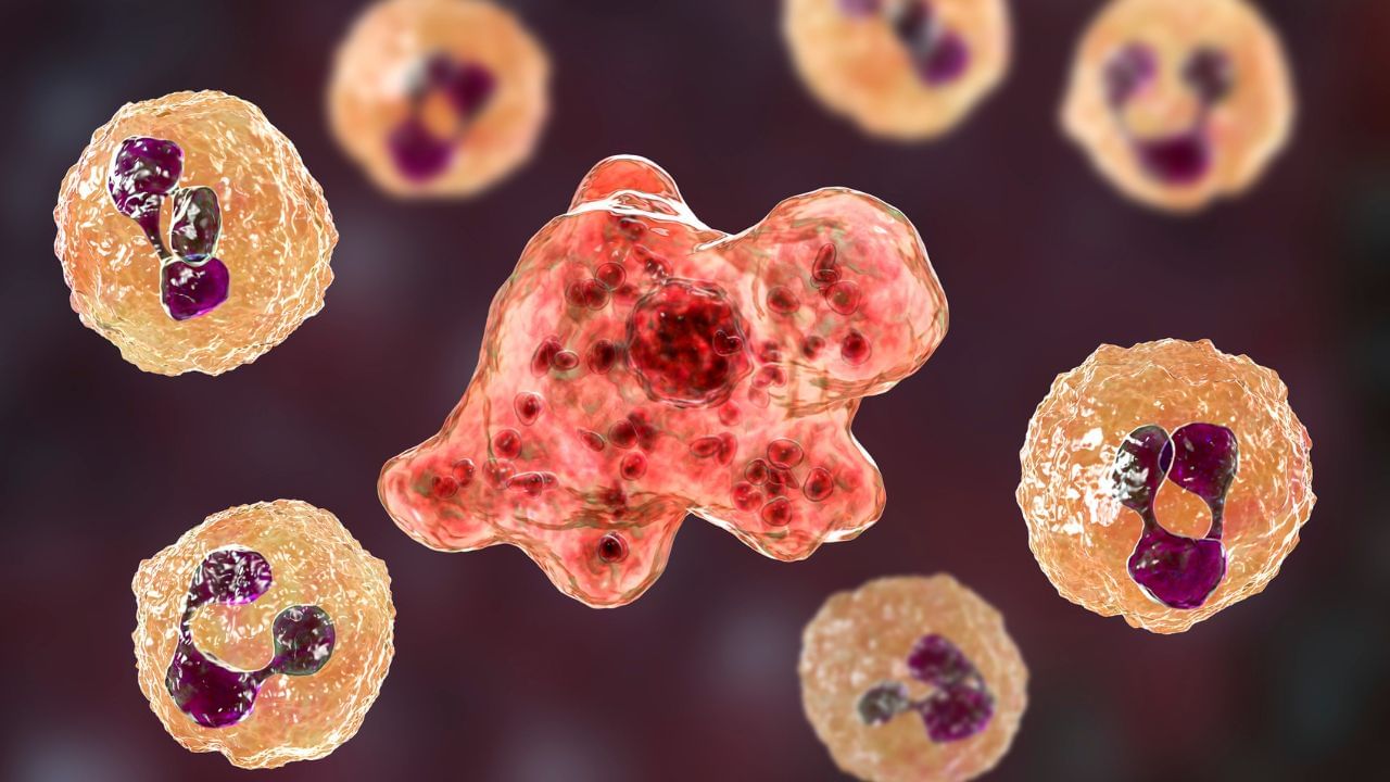 മസ്തിഷ്‌ക ജ്വരത്തിന്റെ ലക്ഷണങ്ങള്‍ പെട്ടെന്ന് തന്നെ തിരിച്ചറിയാനാകും. എന്നാല്‍ കുട്ടികളിലും മുതിര്‍ന്നവരിലും ലക്ഷണങ്ങള്‍ വ്യത്യസ്തമാണ്. കടുത്ത തലവേദന, കഴുത്ത് വേദന, പെട്ടെന്ന് വരുന്ന പനി, ഛര്‍ദി അല്ലെങ്കില്‍ ഓക്കാനം, വെളിച്ചത്തിലേക്ക് നോക്കാന്‍ ബുദ്ധിമുട്ട്.