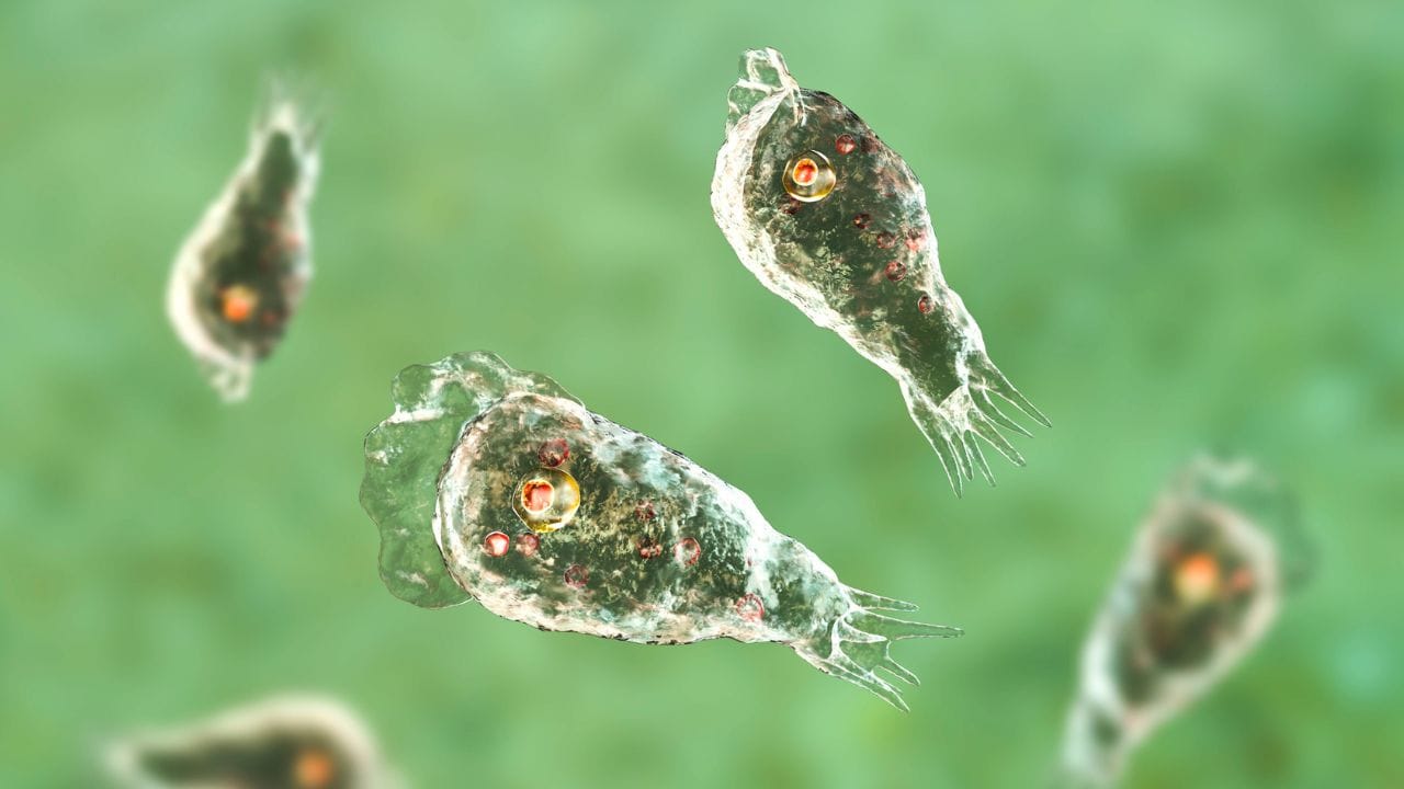 തലച്ചോറിലേക്ക് പ്രവേശിച്ച് മസ്തിഷ്‌കത്തിലെ കോശങ്ങളെ നശിപ്പിക്കുന്ന അമീബയാണ് രോഗകാരി. രോഗം ഗുരുതരമാകുമ്പോള്‍ മരണം വരെ സംഭവിക്കുന്നു. കെട്ടിക്കിടക്കുന്ന വെള്ളത്തിലൂടെ മനുഷ്യന്റെ മൂക്ക് വഴിയാണ് അമീബ ശരീരത്തിലെത്തുന്നത് എന്നാണ് നേരത്തെ പറഞ്ഞിരുന്നത്. എന്നാല്‍ നിലവില്‍ മൂക്ക് വഴിയല്ലാതെയും കുളിമുറിയില്‍ കുളിക്കാന്‍ ഉപയോഗിക്കുന്ന വെള്ളത്തിലൂടെയും രോഗം പകരുന്നുണ്ടെന്നാണ് കണ്ടെത്തല്‍.

