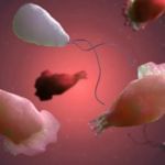 അമീബിക് മസ്തിഷ്കജ്വരം