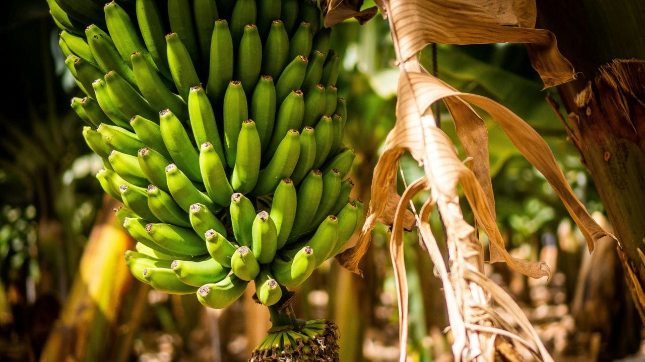 72 രൂപ വരെയുണ്ടായിരുന്ന ബീന്സിന് ഇപ്പോള് 65 രൂപയില് താഴെയാണ് വില. തക്കാളിയ്ക്ക് 45 രൂപ വരെയും, കാബേജിന് 35 രൂപ വരെയും വിലയെത്തി. നേന്ത്രക്കായയുടെ വില 50 രൂപയില് താഴെയാണ്.