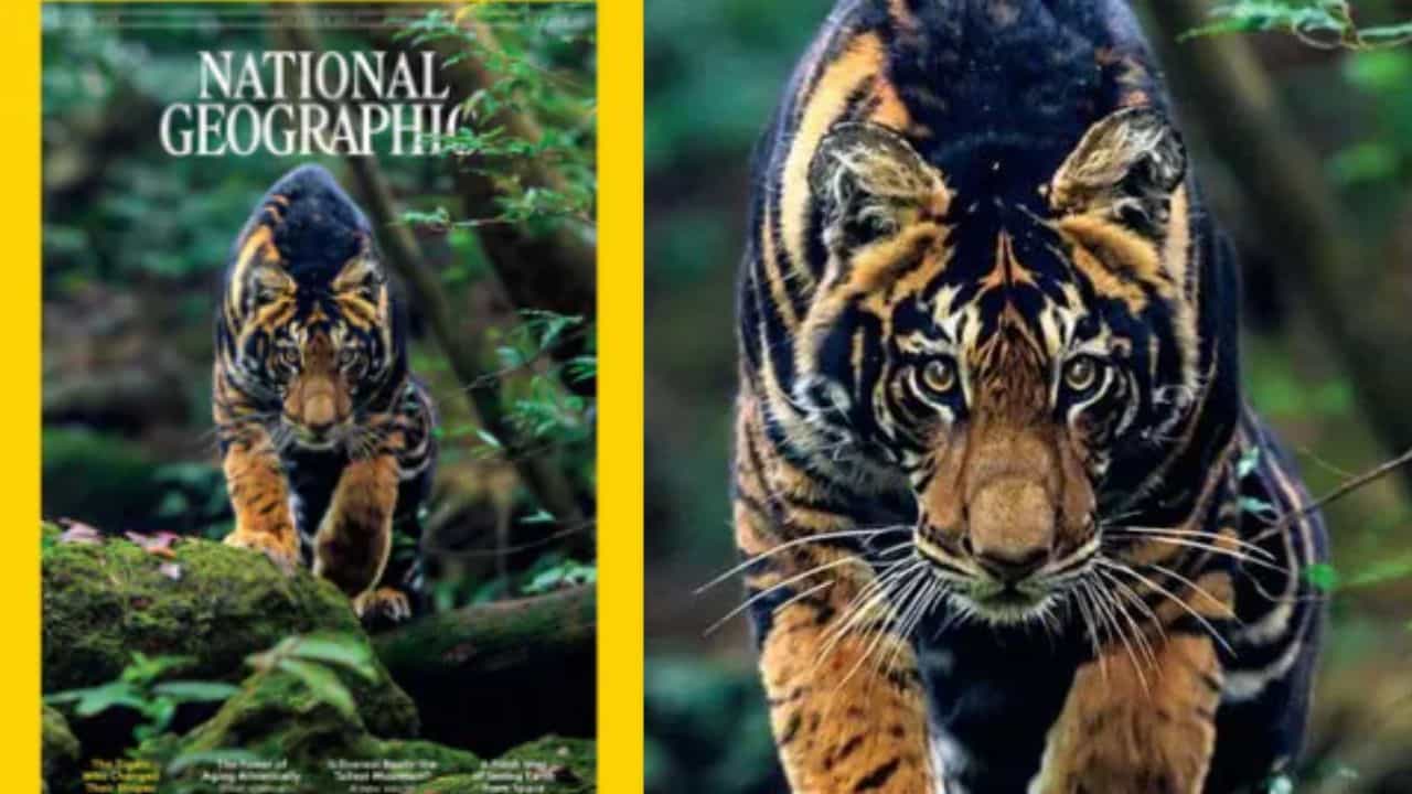 Viral News: ഇന്ത്യയുടെ സ്വന്തം കരിങ്കടുവ; കറുത്ത കടുവകളെ കണ്ടിട്ടുണ്ടോ?