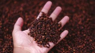 Bigg Boss Malayalam Season 7: ആർകിടെക്റ്റാണ്, മോഡലാണ്; ബിബി ഹൗസിലെ കരുത്തുറ്റ സ്ത്രീശബ്ദം; ആരാണ് വൈൽഡ് കാർഡ് വേദ് ലക്ഷ്മി?