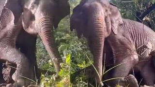 Viral video:  തെരുവിൽ കാളയുടെ ആക്രമണത്തിൽ ഒരാളുടെ ജീവൻ പൊലിഞ്ഞു, വൈറലായ വീഡിയോ ഇതാ