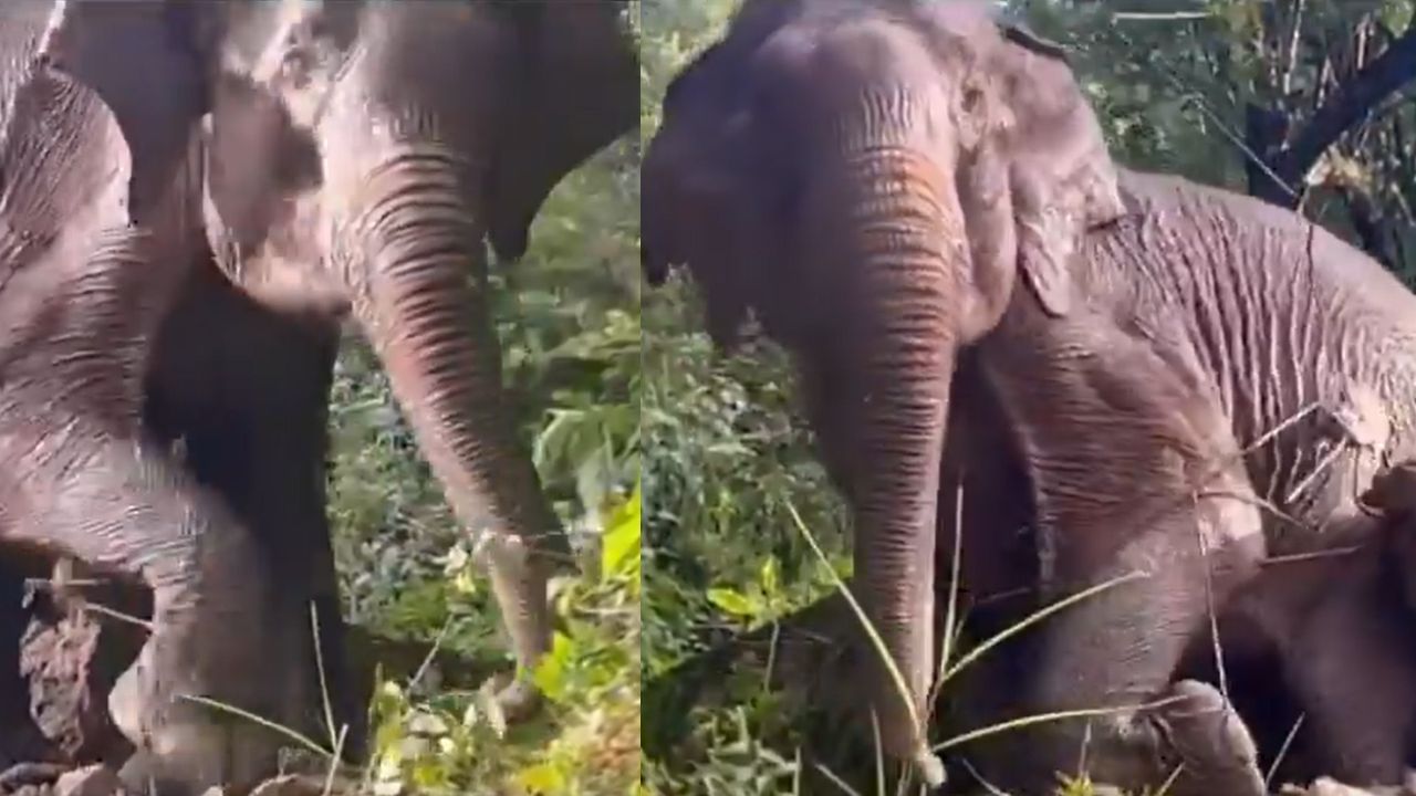 Elephant Rescue: കൈത്താങ്ങായി വനംവകുപ്പ്! വാട്ടർ ടാങ്കിൽ വീണ പിടിയാനയെ രക്ഷപ്പെടുത്തി; കാണാം വീഡിയോ