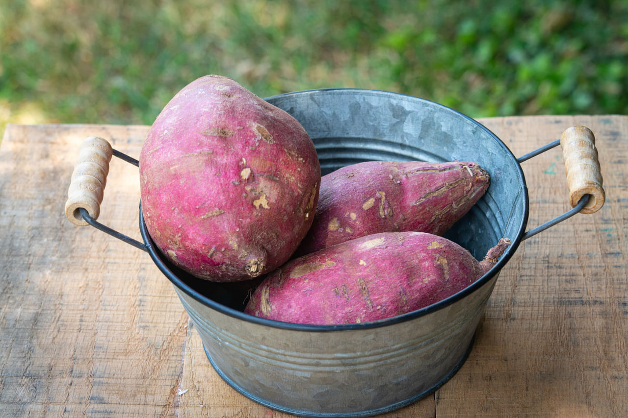 മധുരക്കിഴങ്ങിലെ ബീറ്റാ കരോട്ടിൻ ഒരു പ്രകൃതിദത്ത ആന്റിഓക്‌സിഡന്റായി പ്രവർത്തിക്കുന്നു. ഇത് ചർമ്മത്തെ ഫ്രീ റാഡിക്കലിൻ്റെ കേടുപാടുകളിൽ നിന്ന് സംരക്ഷിക്കുന്നു. ഡെർമറ്റോ-എൻഡോക്രൈനോളജിയിലെ ഗവേഷണമനുസരിച്ച്, കരോട്ടിനോയ്ഡ് അടങ്ങിയ ഭക്ഷണങ്ങൾ ചർമ്മത്തിന്റെ രൂപം മെച്ചപ്പെടുത്തുന്നു. എന്നാൽ ചർമ്മം ആരോ​ഗ്യം ജലാംശം, ഉറക്കം, ഭക്ഷണക്രമം എന്നിവയെ ആശ്രയിച്ചിരിക്കുന്നു. (Image Credits: GettyImages)