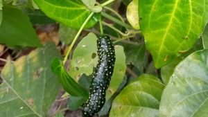 New farming trend: കിലോയ്ക്ക് 1200 വരെ വിലകിട്ടും, തിപ്പലികൃഷിയാണ് പുതിയ ട്രെൻഡ്