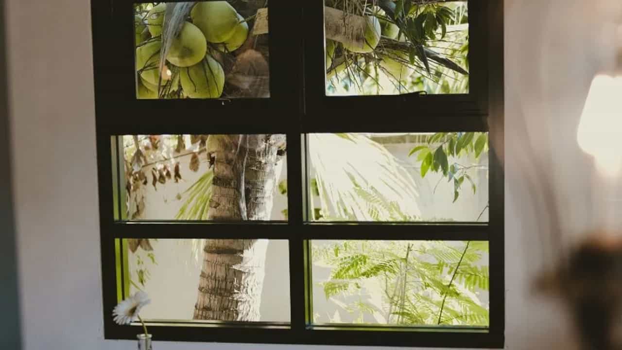 Malayalam Vastu Tips: വീട്ടിൽ തെങ്ങ് വെക്കേണ്ടത് എവിടെ? അറിയേണ്ട വാസ്തു നിയമങ്ങൾ