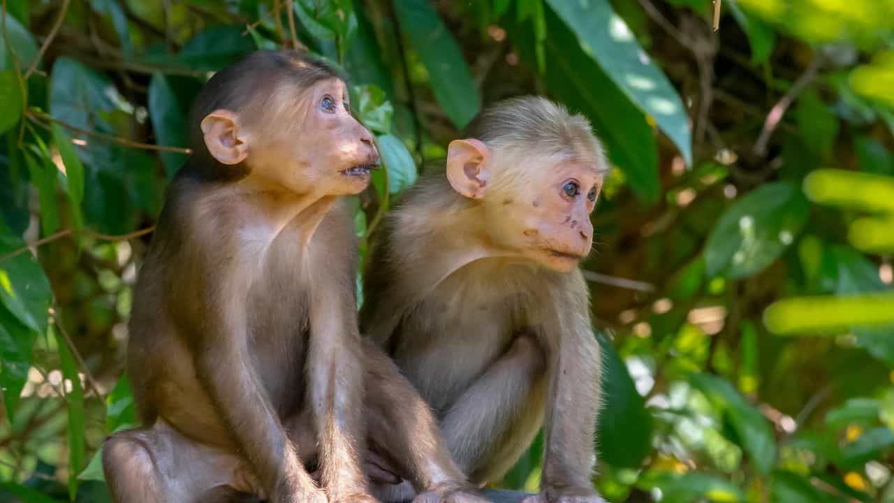 Monkeys Snatch Sleeping Infant: ഉറങ്ങിക്കിടന്ന കുഞ്ഞിനെ കുരങ്ങന്മാർ എടുത്തുകൊണ്ടുപോയി; രണ്ട് മാസം പ്രായമായ കുഞ്ഞിന് ദാരുണാന്ത്യം