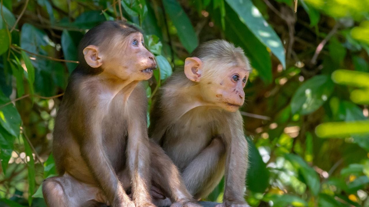 Monkeys Snatch Sleeping Infant: ഉറങ്ങിക്കിടന്ന കുഞ്ഞിനെ കുരങ്ങന്മാർ എടുത്തുകൊണ്ടുപോയി; രണ്ട് മാസം പ്രായമായ കുഞ്ഞിന് ദാരുണാന്ത്യം
