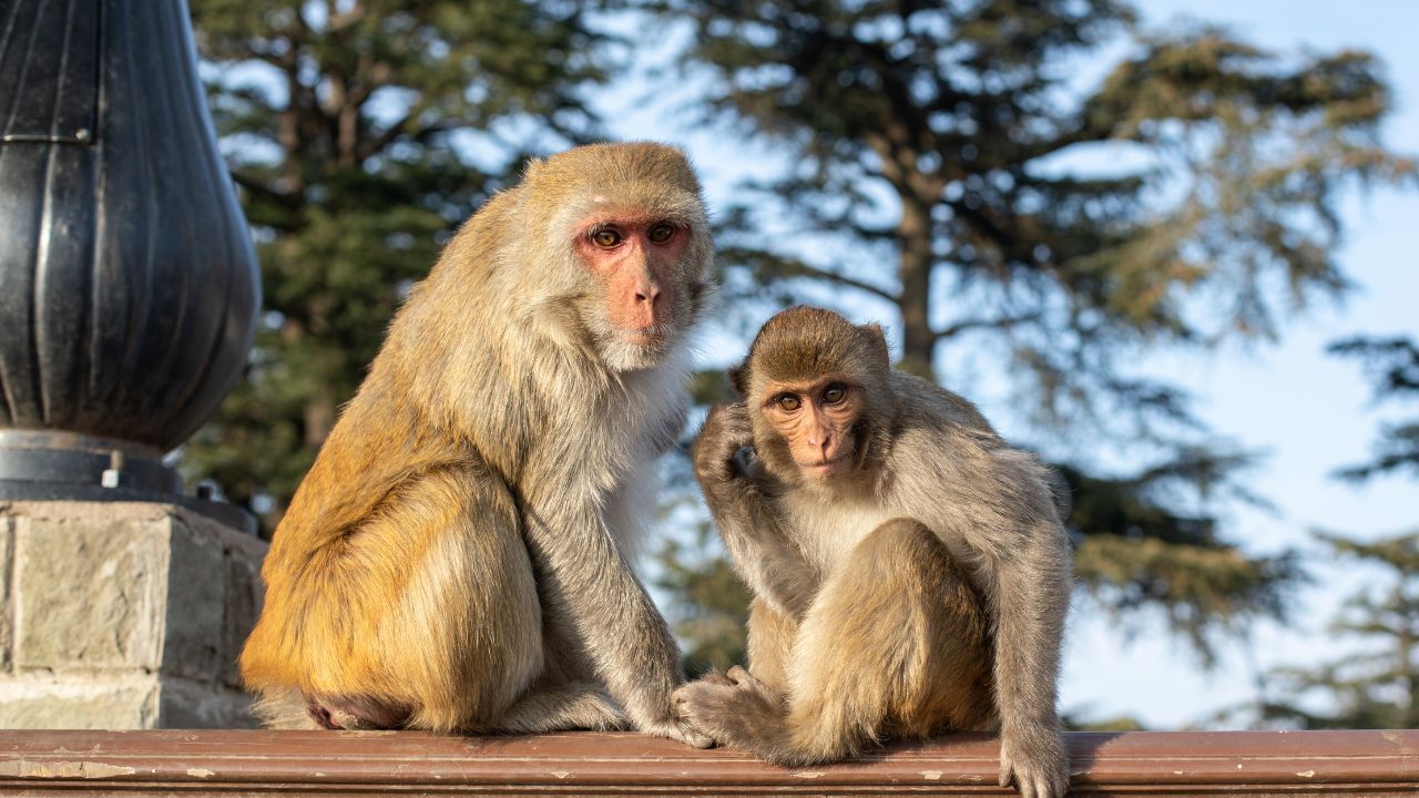 Thiruvananthapuram Monkeys Death: വായിൽ നിന്ന് നുരയും പതയും; പാലോട് 13 കുരങ്ങന്മാർ കൂട്ടത്തോടെ ചത്ത നിലയിൽ