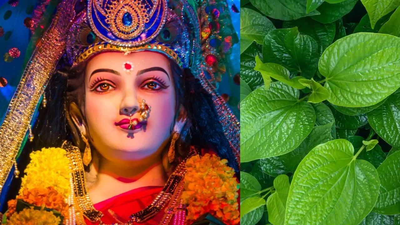 Navratri 2025: ദേവിയെ പ്രീതിപ്പെടുത്താൻ വെറ്റില! നവരാത്രിയിൽ ഇങ്ങനെ ചെയ്താൽ സർവ്വൈശ്വര്യം