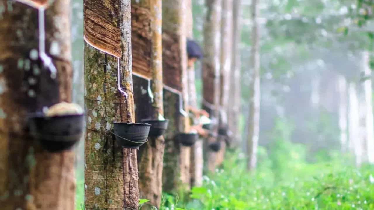 Rubber subsidy: റബറുള്ളവർക്ക് സന്തോഷിക്കാം... നിർത്തിവെച്ചിരുന്ന ആവർത്തന കൃഷി സബ്സിഡിയ്ക്ക് ഇനി മുതൽ അപേക്ഷിക്കാം