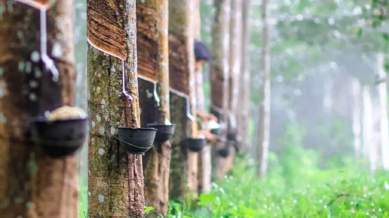 Rubber subsidy: റബറുള്ളവർക്ക് സന്തോഷിക്കാം… നിർത്തിവെച്ചിരുന്ന ആവർത്തന കൃഷി സബ്സിഡിയ്ക്ക് ഇനി മുതൽ അപേക്ഷിക്കാം