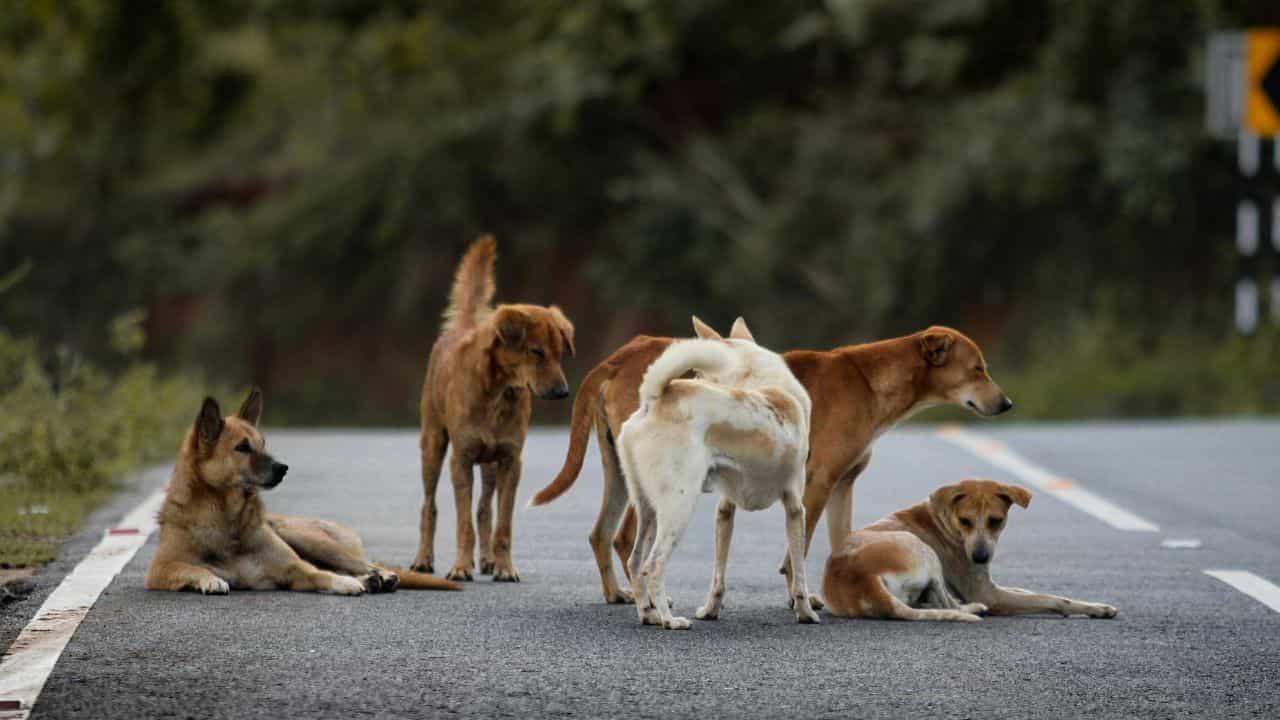 Stray Dogs Attack: തെരുവുനായ്ക്കൾ കൂട്ടത്തോടെ ഓടിച്ചു; ബൈക്കിൽ നിന്ന് വീണ് നാല് വയസുകാരിക്ക് ദാരുണാന്ത്യം Stray Dogs Attack: തെരുവുനായ്ക്കൾ കൂട്ടത്തോടെ ഓടിച്ചു; ബൈക്കിൽ നിന്ന് വീണ് നാല് വയസുകാരിക്ക് ദാരുണാന്ത്യം