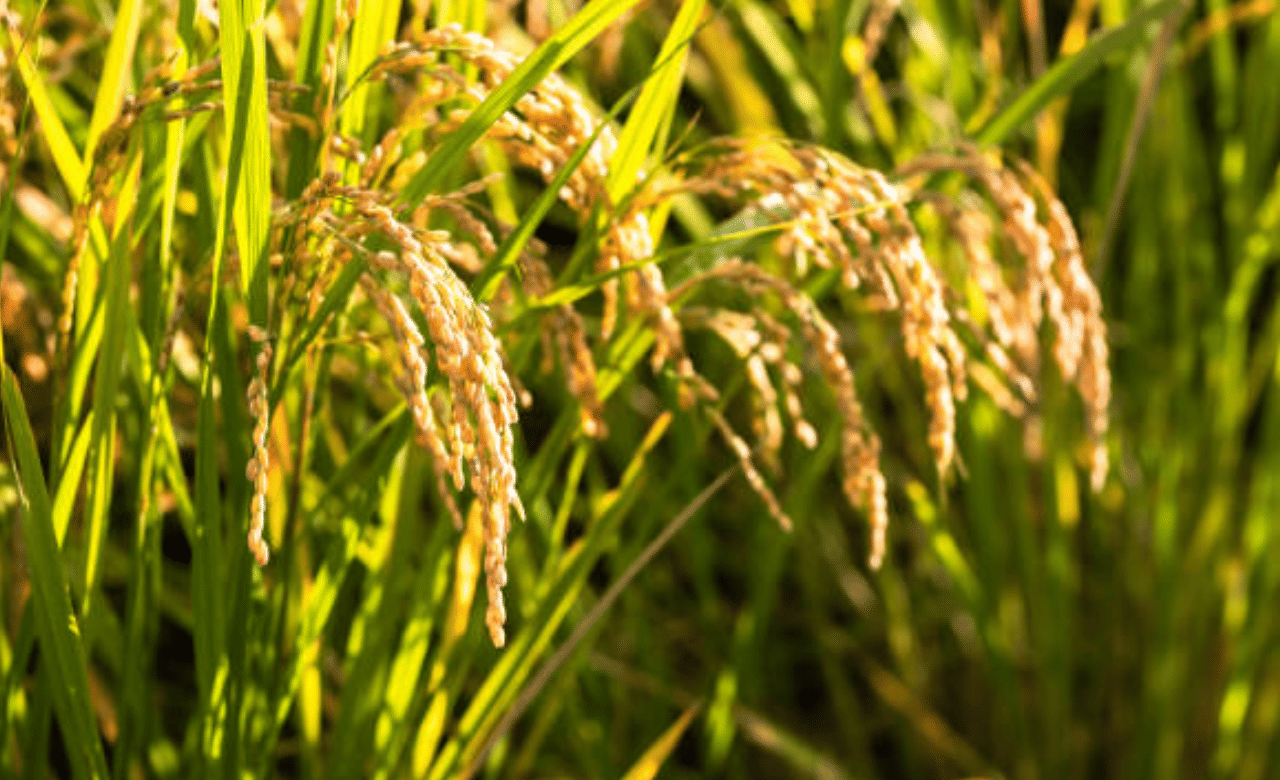 കൂടാതെ ഓണക്കാലത്ത് എല്ലാ കാർഡ് ഉടമകൾക്കും 25 രൂപ നിരക്കിൽ 20 കിലോ അരി നൽകിയ പദ്ധതി തുടരുമെന്നും മന്ത്രി അറിയിച്ചിട്ടുണ്ട്. കെ റൈസ് എട്ട് കിലോ 33 രൂപ നിരക്കിലും സ്പെഷ്യൽ അരി 20 കിലോ 25 രൂപ നിരക്കിലും ലഭ്യമാകും. (Image Credit: Getty Images)